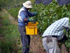 Llicitan un seguro agrícola para daños por catástrofes climáticas en vid y frutales