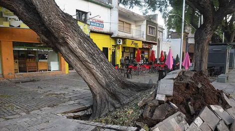 Los Andes | En la Alameda en Av. San Martín y Coronel Plaza de Ciudad un árbol cayó como consecuencias del viento Zonda. Foto: José Gutierrez / Los Andes