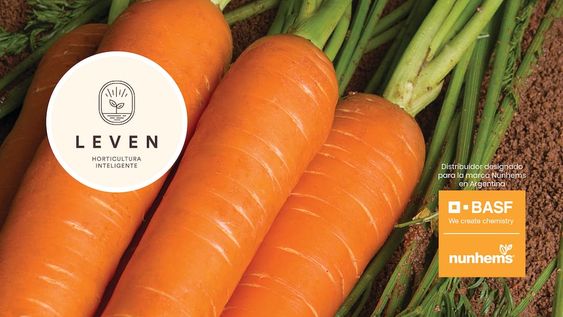 Leven, semillas híbridas con genética Nunhems - BASF