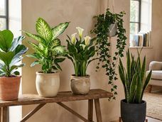 Existen plantas que pueden contener sustancias tóxicas o irritantes y otras que están rodeadas de creencias.