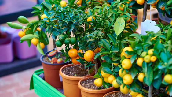 10 arboles frutales que prosperan en macetas y son perfectos para jardines pequenos