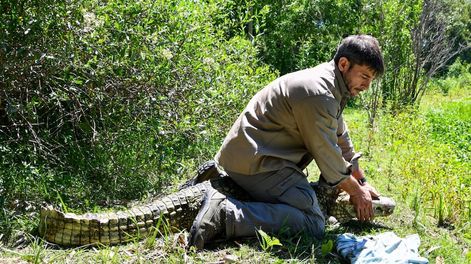Los Andes | El yacaré overo rescatado en Mendoza fue trasladado a Santa Fe y puesto en libertad en un entorno natural protegido (Foto: Prensa Gobierno de Mendoza)