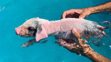 Angelita, la chancha rescatada que se salvó con acuaterapia en una piscina   (Gentileza)