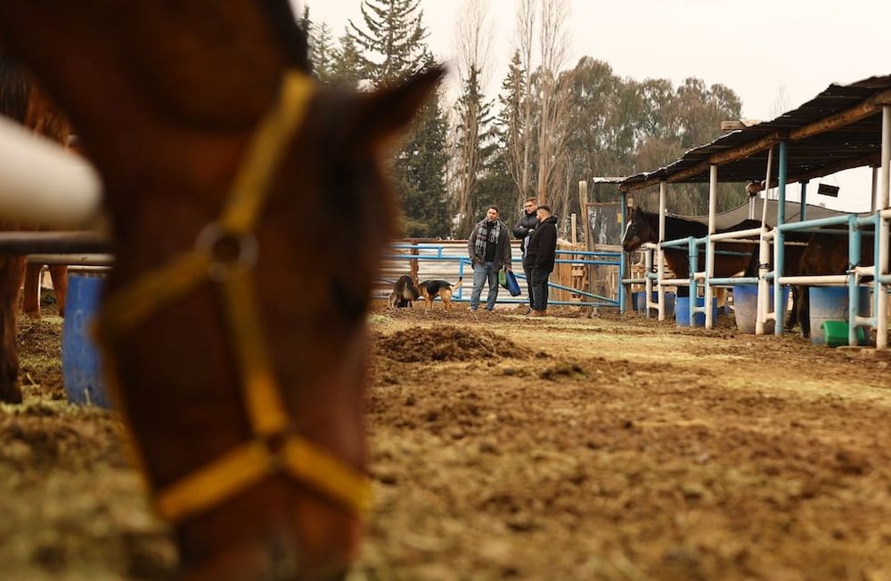 Maipú Municipio entregó a la Asociación PEMPA dosis de diferentes vacunas para que puedan aplicarse a los equinos que se encuentran en la sociedad protectora PEMPA.