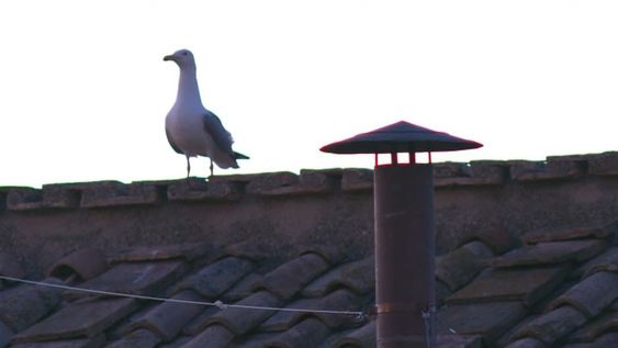 Apareció una gaviota junto a la chimenea durante el Cónclave y desató los memes en las redes.
