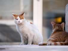 Gatos