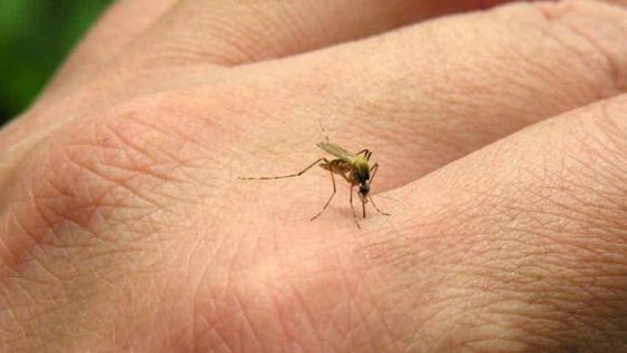 El Gobierno de Brasil anunció que le dará más atención a la fiebre chikungunya, que dejó más de 254.000 casos y 161 muertes confirmadas.