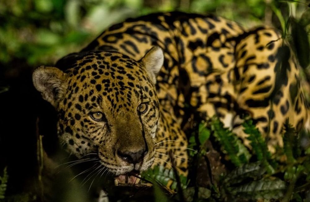 Para el 90% de las personas que viven en Argentina el felino se encuentra en peligro de extinción, y el 97% considera que su pérdida sería muy grave.