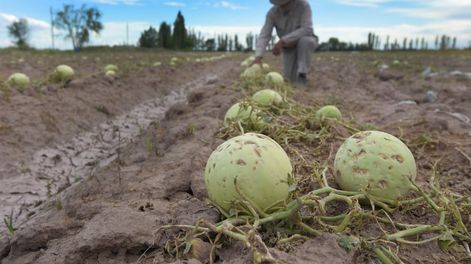 Los Andes | Algunos productores lavallinos deberán empezar desde cero, luego de que la piedra del jueves pasado destrozara sus cultivos casi en su totalidad.