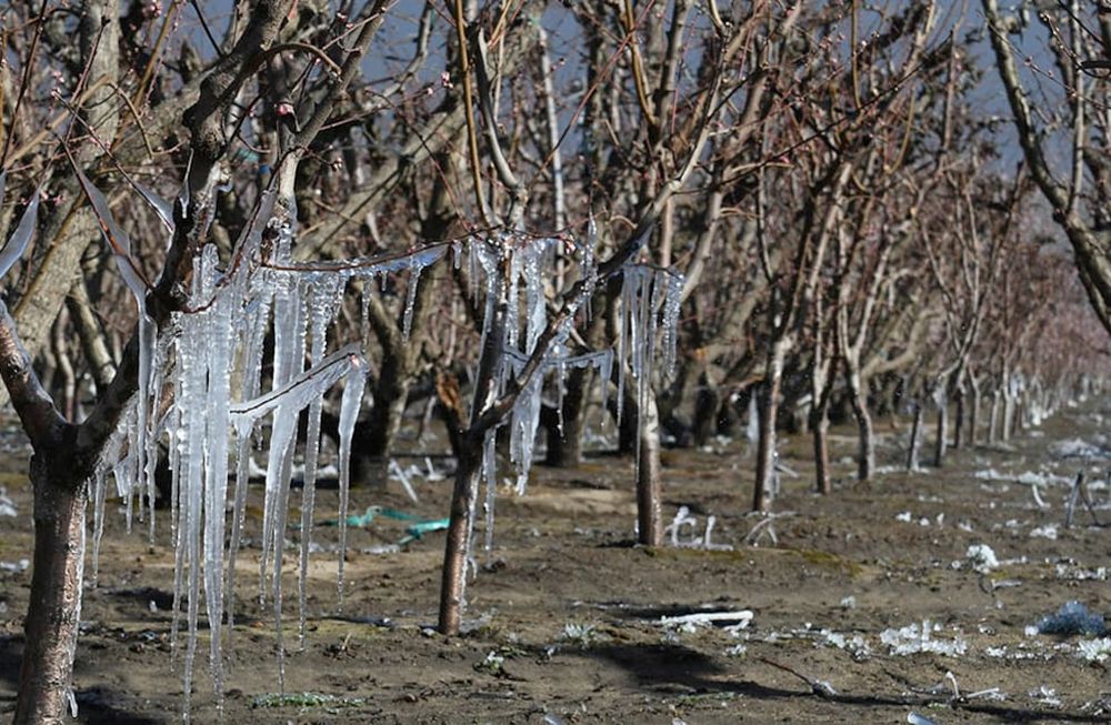 Unos 5.300 productores recibirán compensaciones por los daños sufridos por granizo y heladas en toda la provincia. Foto: Claudio Gutierrez / Los Andes