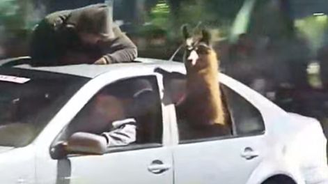 En Mendoza, festejaron el triunfo de Argentina con una llama en el asiento trasero de un auto