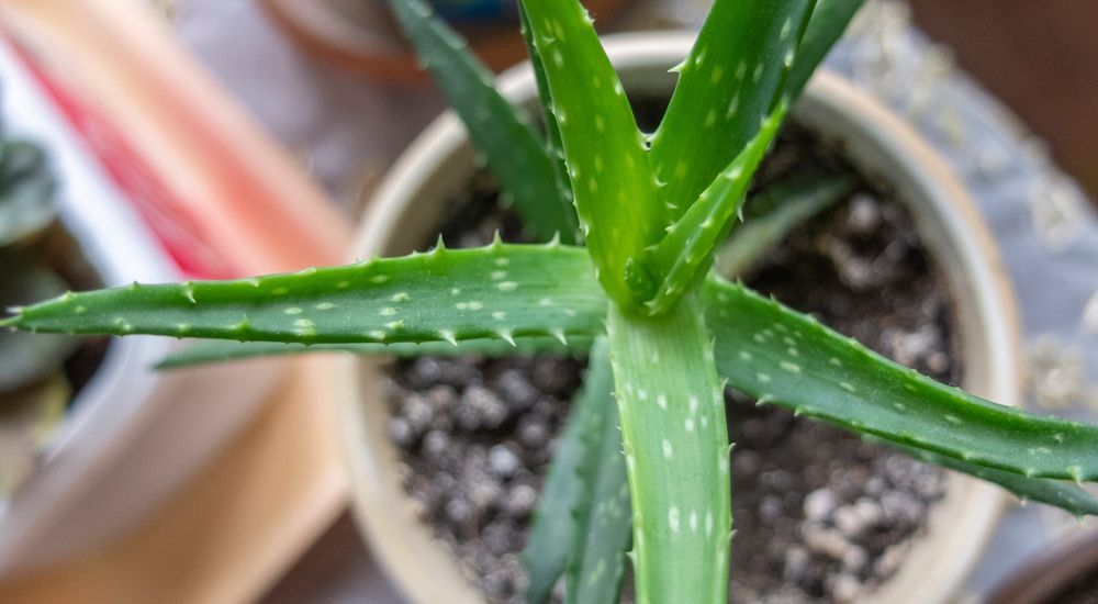 aloe vera pit ALEO Aloe Vera Premium 0,5L  ALEO Aloe-Vera-Getrnke
