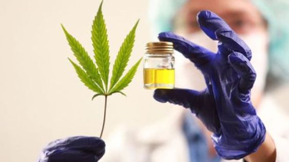 Del cannabis artesanal al certificado farmacéutico