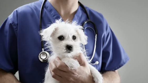 Cuáles son las 3 razas de perros que necesitan más visitas al veterinario.