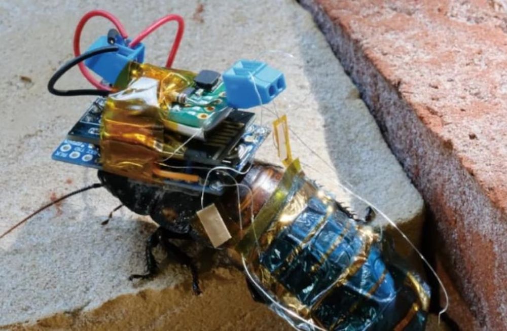 Científicos adaptaron un dispositivo electrónico a cucarachas para controlarlas a distancia.