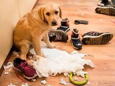 Ansiedad en perros