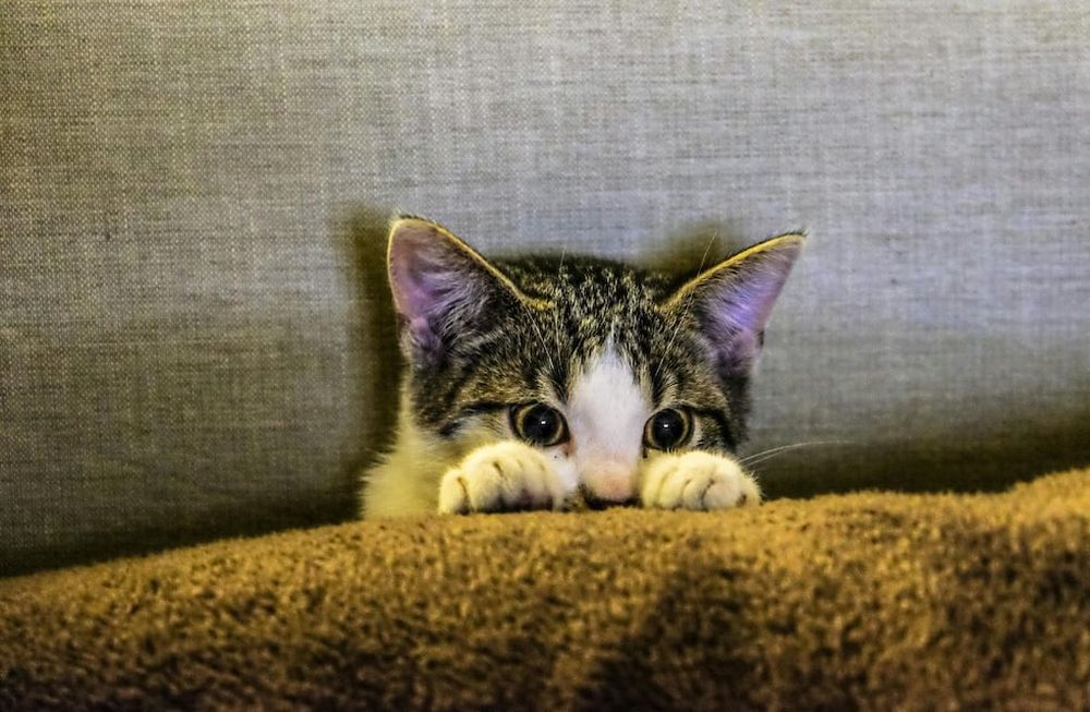 Las muestras de que tu gato se encuentra triste