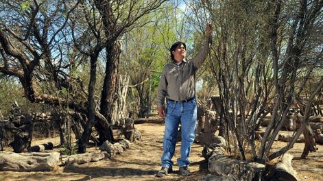 En Mendoza hay 4 bosques que suman 2 millones de hectáreas