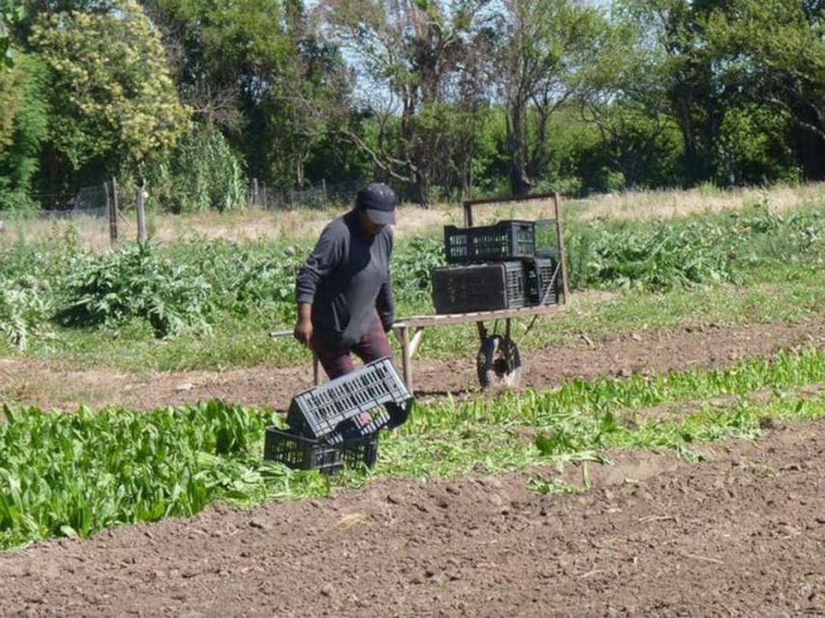 Muchos chicos terminan antes el ciclo lectivo para trabajar en labores agrícolas.