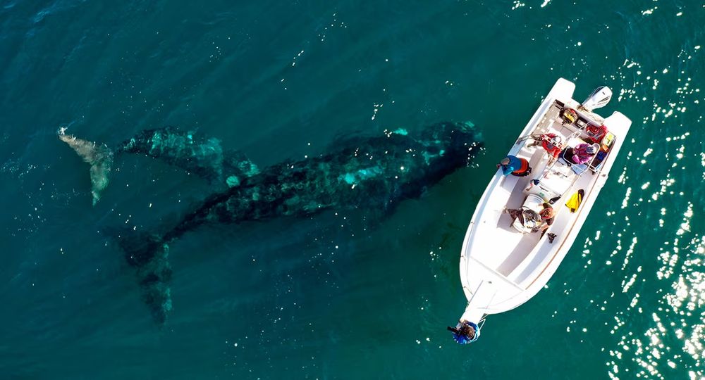 Las ballenas francas australes se dejan ver desde la costa, especialmente en la playa El Doradillo.