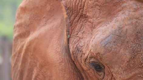 Dudas por la muerte de la elefanta Kenya en el Santuario de Brasil