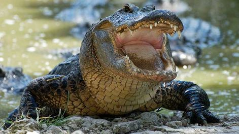 Horror en Cancún: hallaron un cadáver devorado por cocodrilos