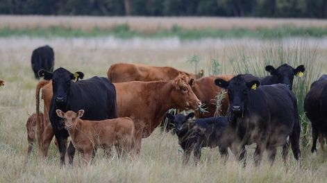 Los Andes | Es que según datos de CAME, 30% de las exportaciones de peras y manzanas argentinas, que tenían como destino a Rusia, no podrán enviarse por las sanciones que pesan sobre este país.