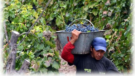 Posible menor cosecha despierta interrogantes