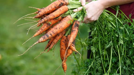 Al sembrar semillas de zanahoria, nos conviene alternar en los canteros hileras de estas plantas con otras de vegetales distintos, como rabanitos, remolachas y lechugas. Obtendremos así, en un mismo cantero, diversidad de colores, sabores y texturas.