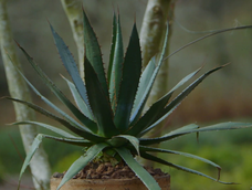 En jardín y jardinería, estas plantas prosperan en maceta con calor extremo.