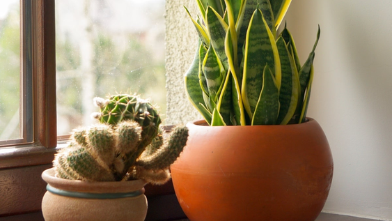 Plantas resistentes vuelven a los hogares y transforman cada jardín interior en un espacio más sano y fácil de cuidar.