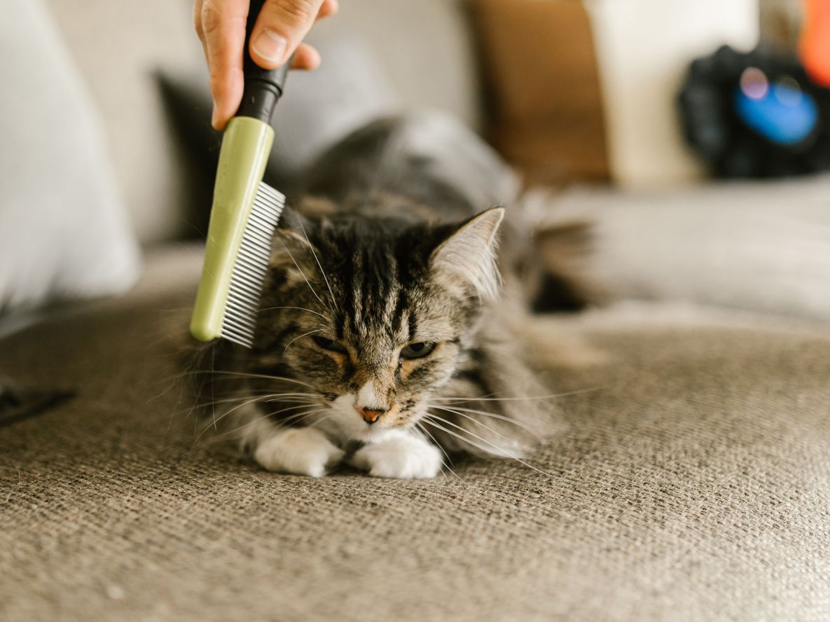 Cómo cepillar a tu gato para evitar nudos y mantener su pelaje saludable durante mucho más tiempo
