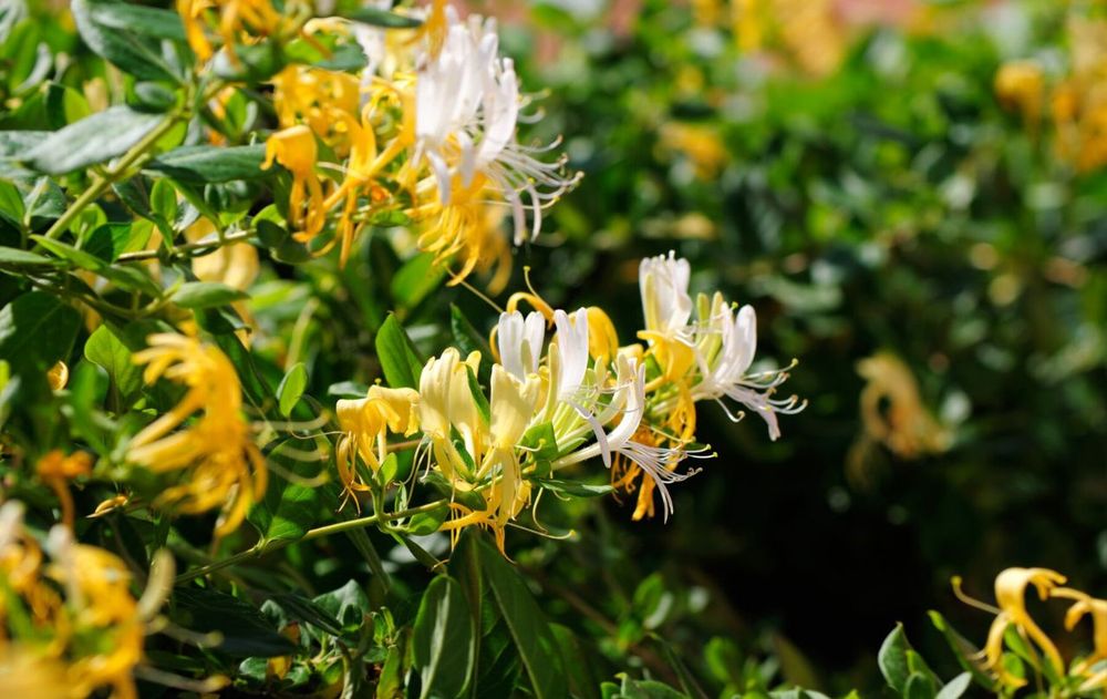 Sus flores perfumadas, su capacidad de atraer mariposas y su facilidad de mantenimiento la posicionan como una planta eficiente para transformar el ambiente.