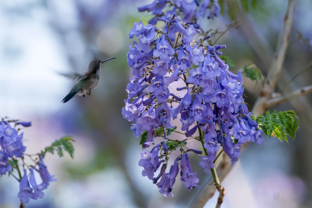 En el jard&iacute;n, las plantas y la jardiner&iacute;a combinan sombra y belleza.