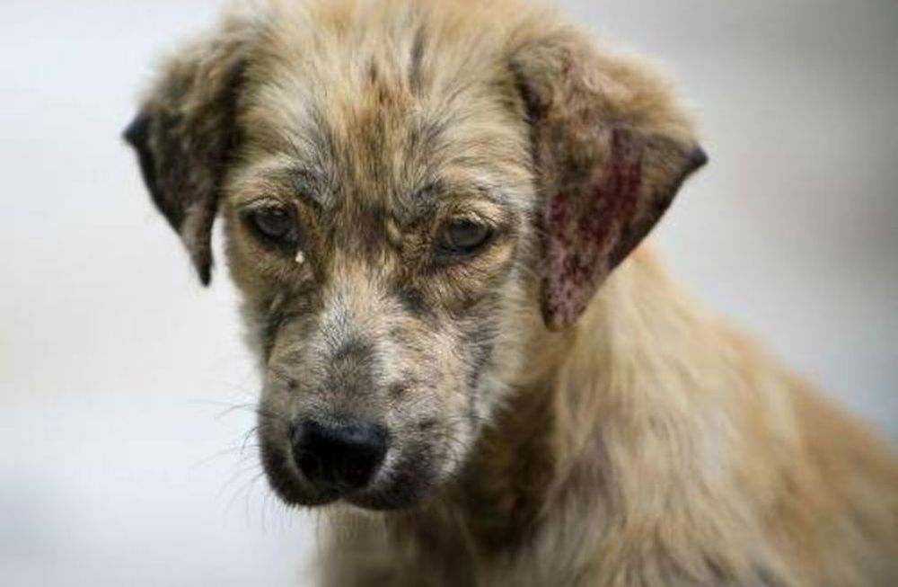 Perros callejeros: lanzan acciones para reducir el abandono en el Gran Mendoza