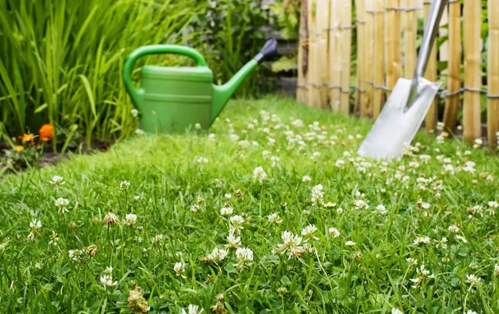 Para evitar que el trébol ocupe cada espacio del jardín, deberás cuidarlo de manera constante con métodos simples para impedir la invasión.
