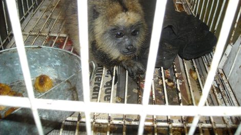 Los Andes | Enfermedades, comportamientos imprevistos y quiebre del equilibrio: por qué no tener fauna silvestre como mascota. Foto: Gentileza Campaña #NoSoyMascota