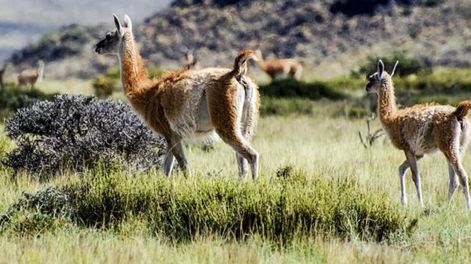 Policías cazaban animales protegidos en una reserva natural con fusiles y zafaron: por qué no los condenaron