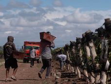 Las MiPyMEs vitivinícolas de Mendoza.