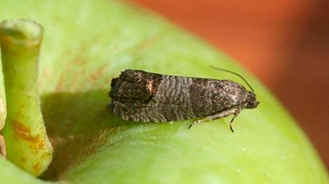 Iscamen lanzó el alerta para el control de carpocapsa en frutales de pepita