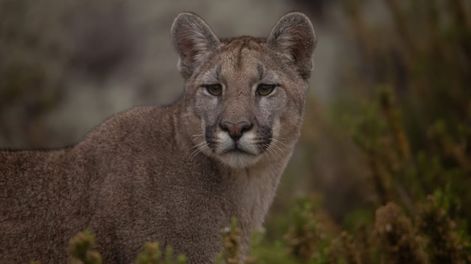 Los Andes | Guanacos huyen ante la presencia de un puma: la impactante secuencia que filmó un turista en Villavicencio. Foto: Martín Pérez - Guardaparque Reserva Villavicencio