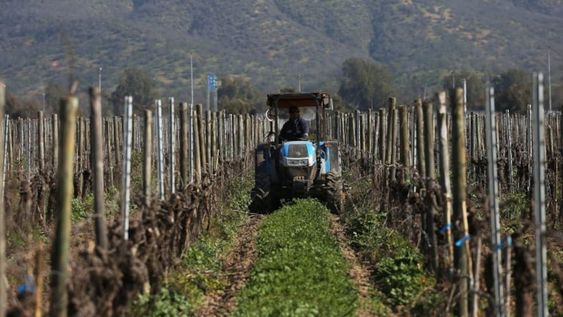 ¿Por qué en Mendoza se patentaron 50 máquinas más durante el primer semestre?