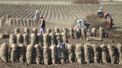 La plataforma concentrará datos de las propiedades utilizadas para la producción vitícola, frutícola, hortícola y forrajera, entreotras.