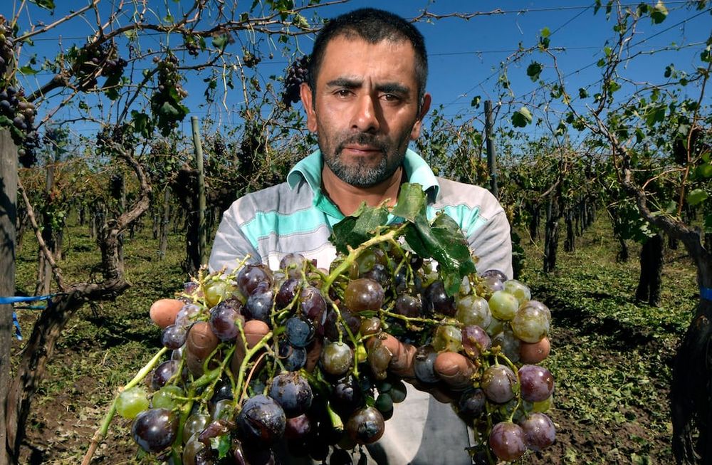 Juan Carlos  es productor mendocino mostrando el desastre que le causó el granizo.Foto: Orlando Pelichotti