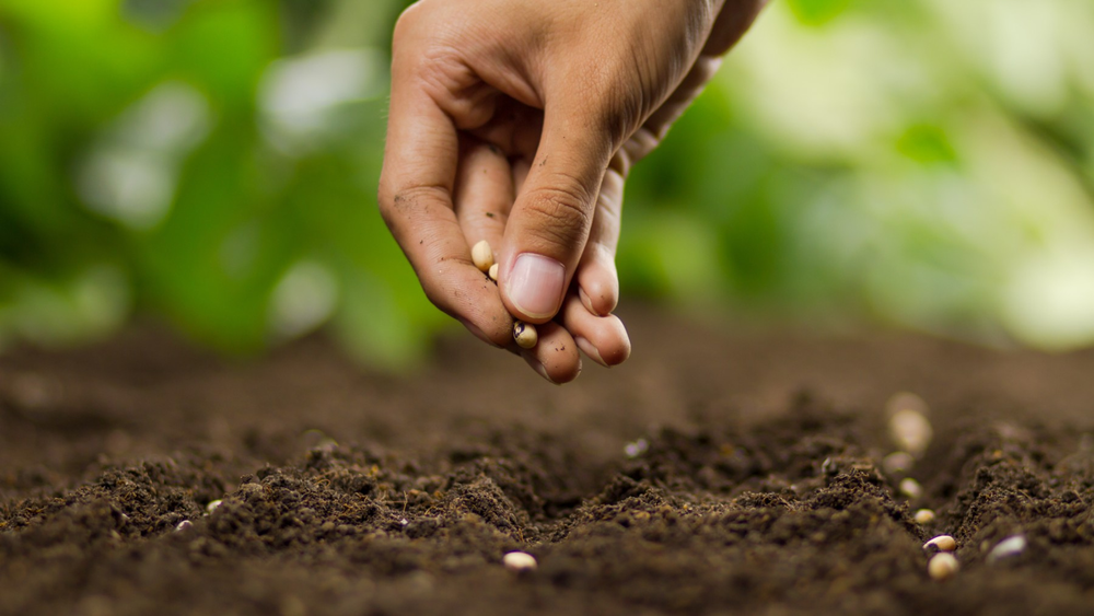 19 semillas que debés sembrar desde hoy para tener un jardín floreciente en noviembre