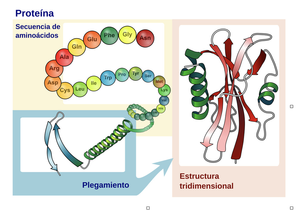 Figura 1. Las proteínas adquieren su estructura tridimensional cuando la cadena de aminoácidos se pliega, como se representa esquemáticamente (adaptado de https://commons.wikimedia.org/wiki/File:Main_protein_structure_levels_gl.svg)  