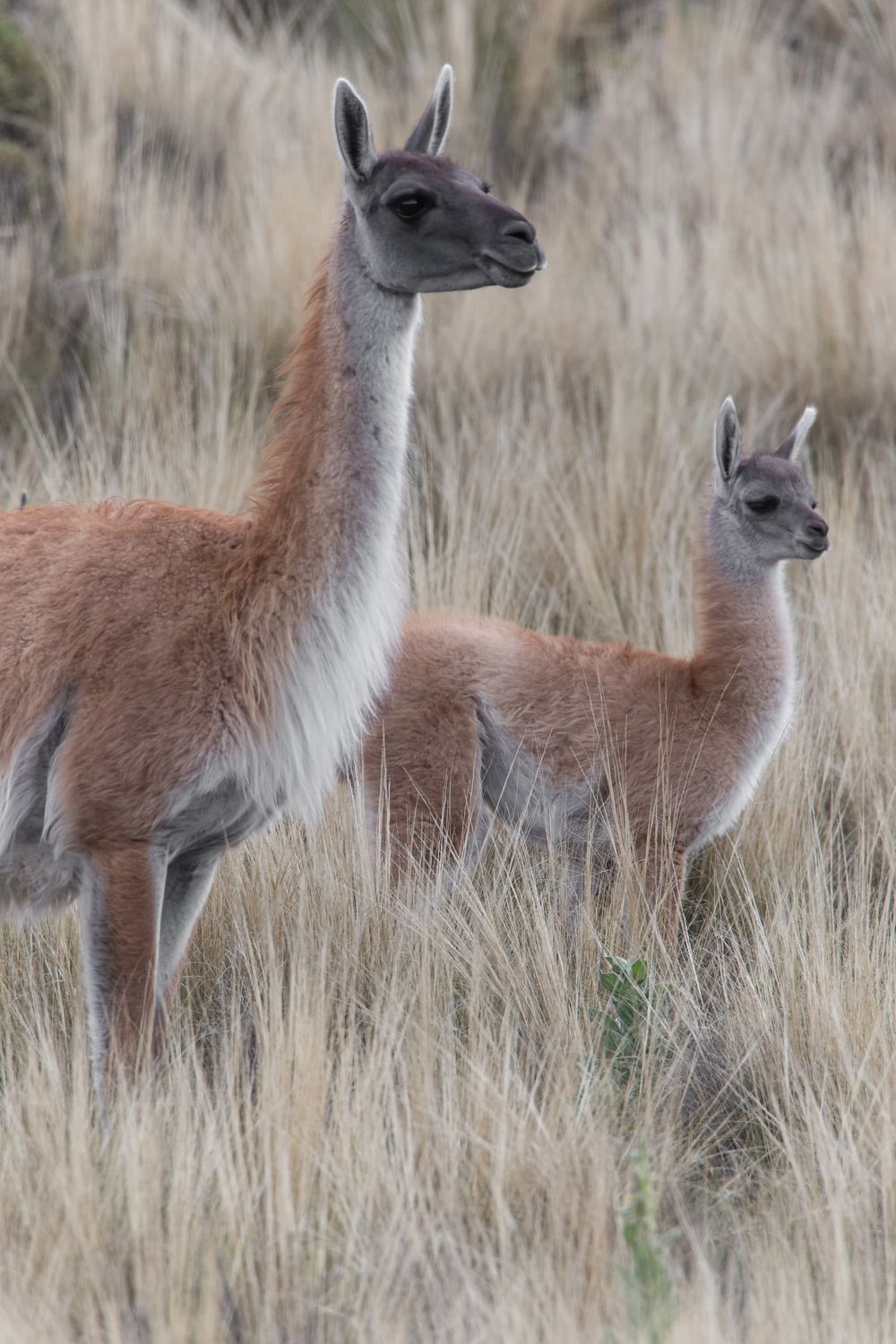 Policías cazaban animales protegidos en una reserva natural con fusiles y 