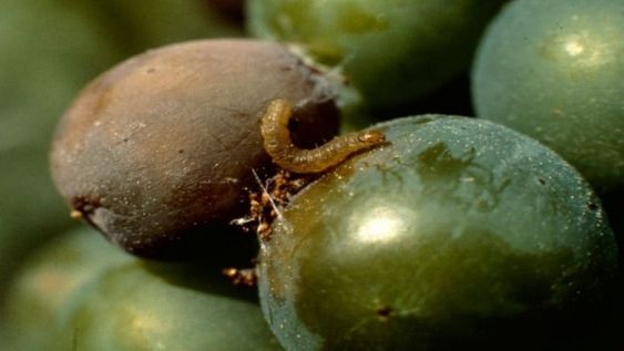 La provincia aporta $200 millones para que pueda arrancar la lucha contra la lobesia