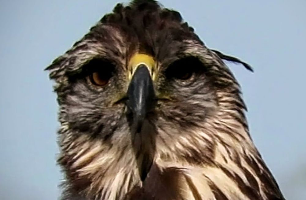 Fotos y video: así está “Rainbow Warrior”, el águila que volvió de la muerte y fue liberada hace 20 días. Foto: Dirección de Recursos Naturales Renovables.