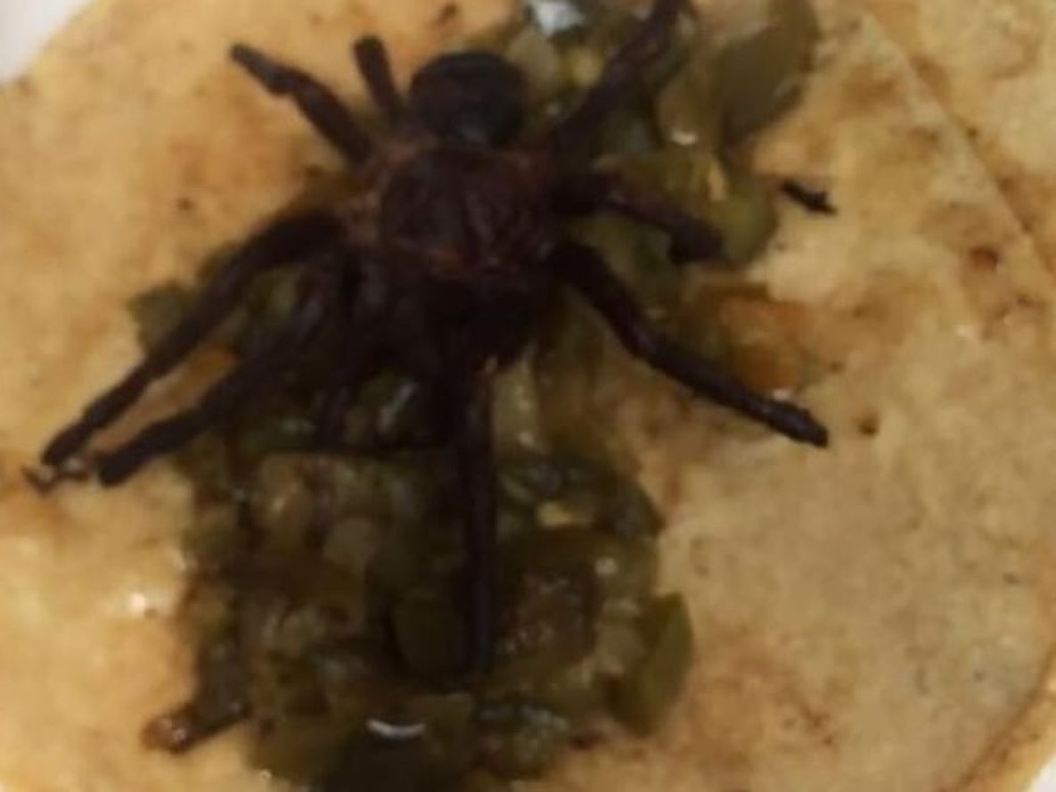 Secuestraron cuatros tarántulas flameadas y doradas que iban a usar para hacer tacos